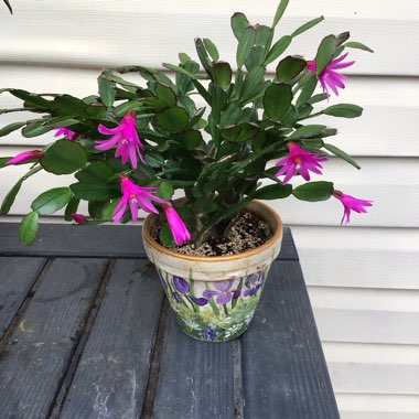 Schlumbergera Rosea   