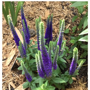 Veronica spicata 'Glory' syn. Veronica spicata 'Royal Candles'