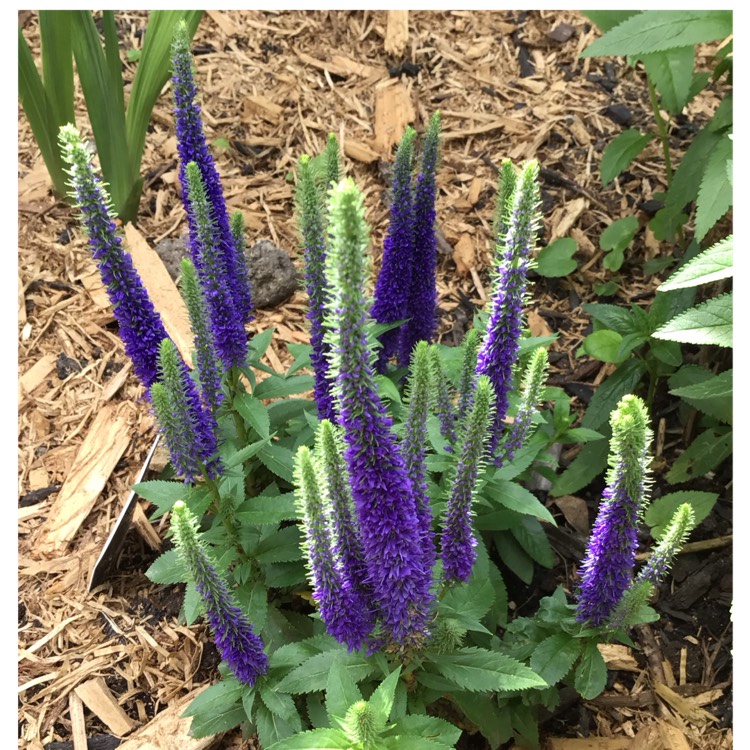 Plant image Veronica spicata 'Glory' syn. Veronica spicata 'Royal Candles'