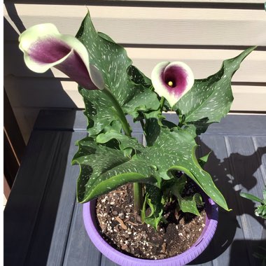 Zantedeschia 'Memories'