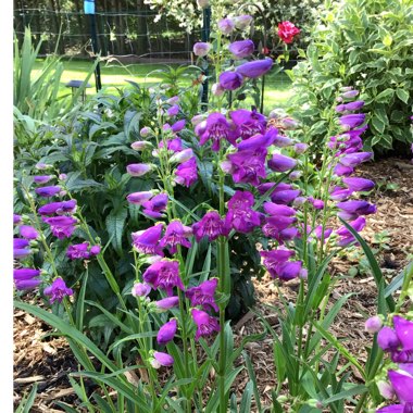 Penstemon