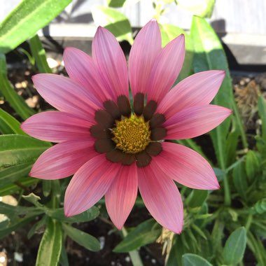 Gazania 'Kiss Rose'