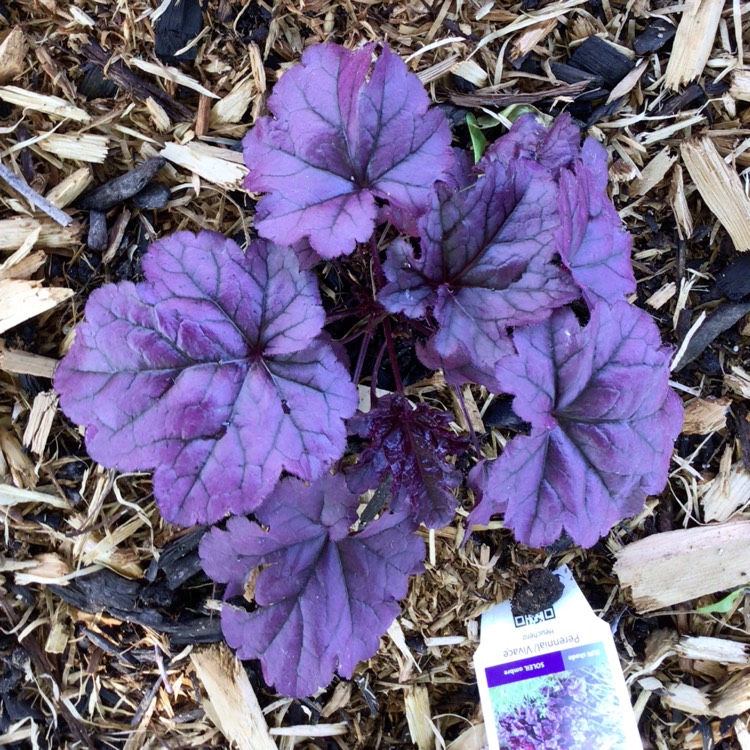 Plant image Heuchera 'Wildberry' (Dolce Series)