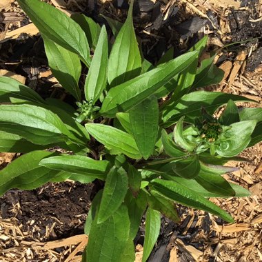 Echinacea 'Tnechkio' (Kismet Series) syn. Echinacea 'Kismet Intense Orange'