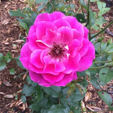 Rosa 'Probril' syn. Rosa 'Brilliant Pink Iceberg'