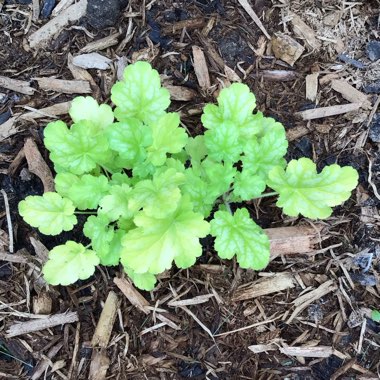 Heuchera