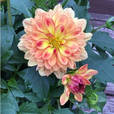 Dahlia (Border Varieties)