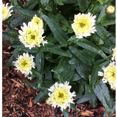 Leucanthemum