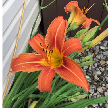 Hemerocallis fulva