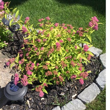 Spiraea japonica 'Firelight'