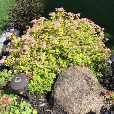 Spiraea japonica 'Goldmound'