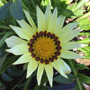 Gazania rigens 'New Day'