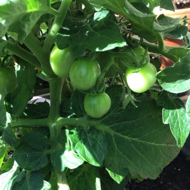 Solanum Lycopersicum 'Tiny Tim'