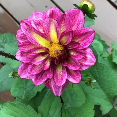 Dahlia (Border Varieties)