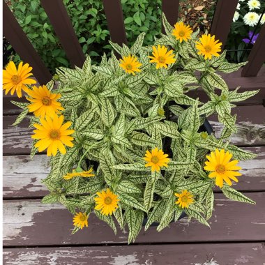 Heliopsis Helianthoides 'Sunstruck' PP22524