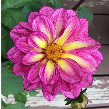 Dahlia (Border Varieties)