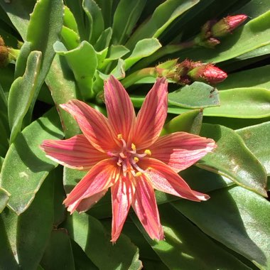 Lewisia 'Little Plum' (Little Series)