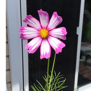 Cosmos bipinnatus 'Picotee'