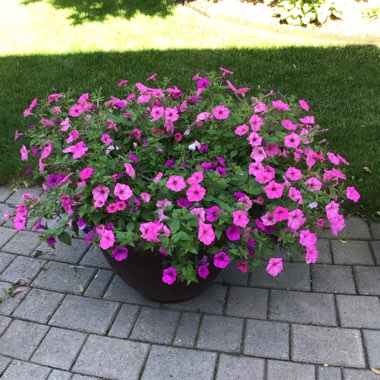 Petunia 'Bbtun98901' (Supertunia Series) syn. Petunia 'Supertunia Vista Paradise'