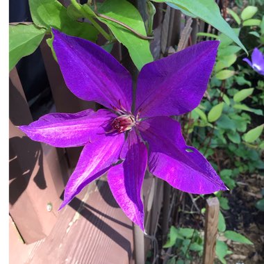 Clematis viticella 'The President'