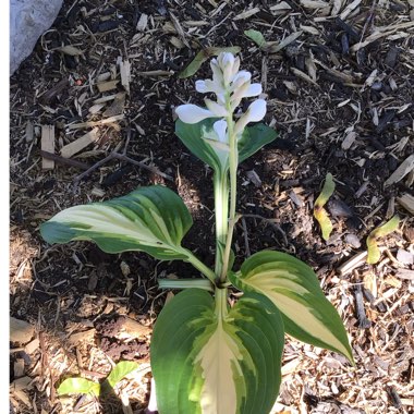 Hosta 'Great Expectations'