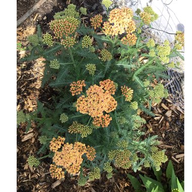 Achillea