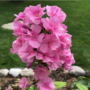 Phlox paniculata