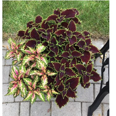 Solenostemon scutellarioides  syn. Plectranthus scutellarioides, Coleus scutellarioides, Coleus blumei