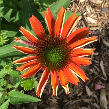 Echinacea 'Balsomsed' (Sombrero Series) syn. Echinacea 'Sombrero Salsa Red'