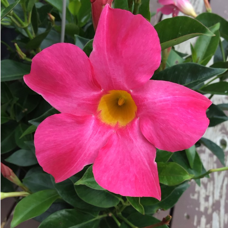 Plant image Mandevilla x amabilis