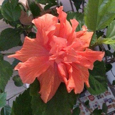 Hibiscus rosa-sinensis