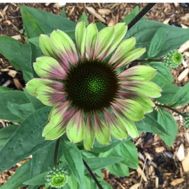 Echinacea purpurea 'Green Twister'