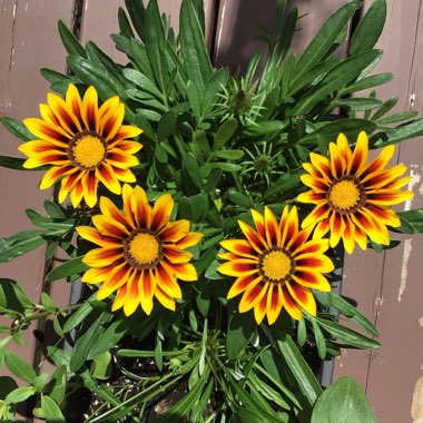 Gazania rigens Big Kiss 'Yellow Flame'