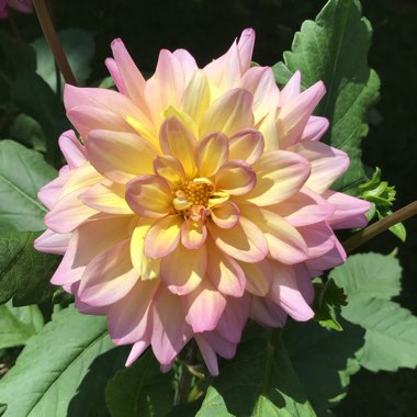 Dahlia (Border Varieties)