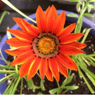 Gazania Rigens ‘New Day Bronze'