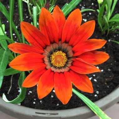 Gazania Rigens ‘New Day Bronze'