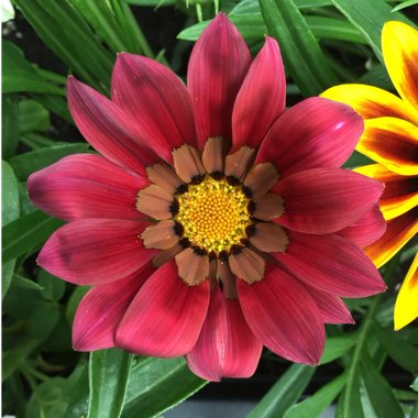 Gazania 'Kiss Rose'