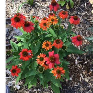 Echinacea 'Balsomsed' (Sombrero Series) syn. Echinacea 'Sombrero Salsa Red'