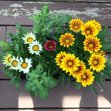 Gazania rigens Big Kiss 'Yellow Flame'