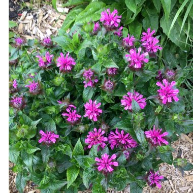 Monarda Didyma 'Balmy Lilac'