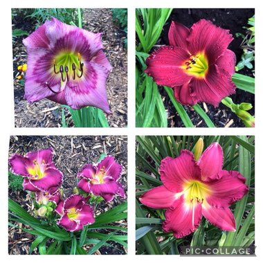 Hemerocallis 'Mildred Mitchell'