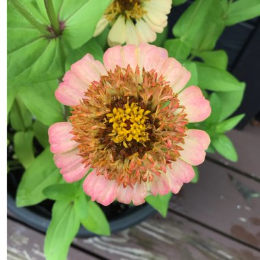 Zinnia elegans 'Zinderella Peach'