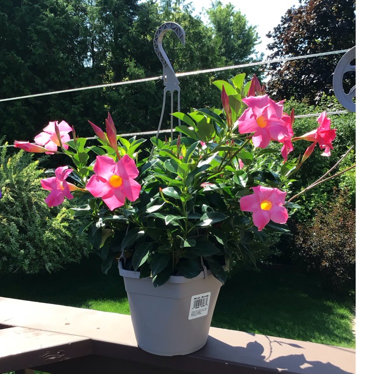 Plant image Mandevilla x amabilis