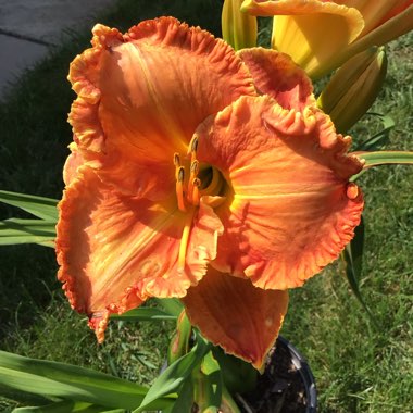 Hemerocallis