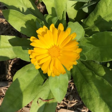 Calendula