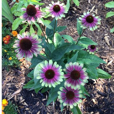 Echinacea purpurea 'Green Twister'