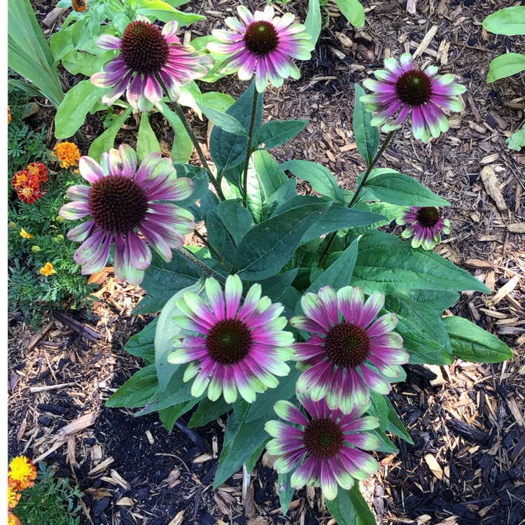 Plant image Echinacea purpurea 'Green Twister'