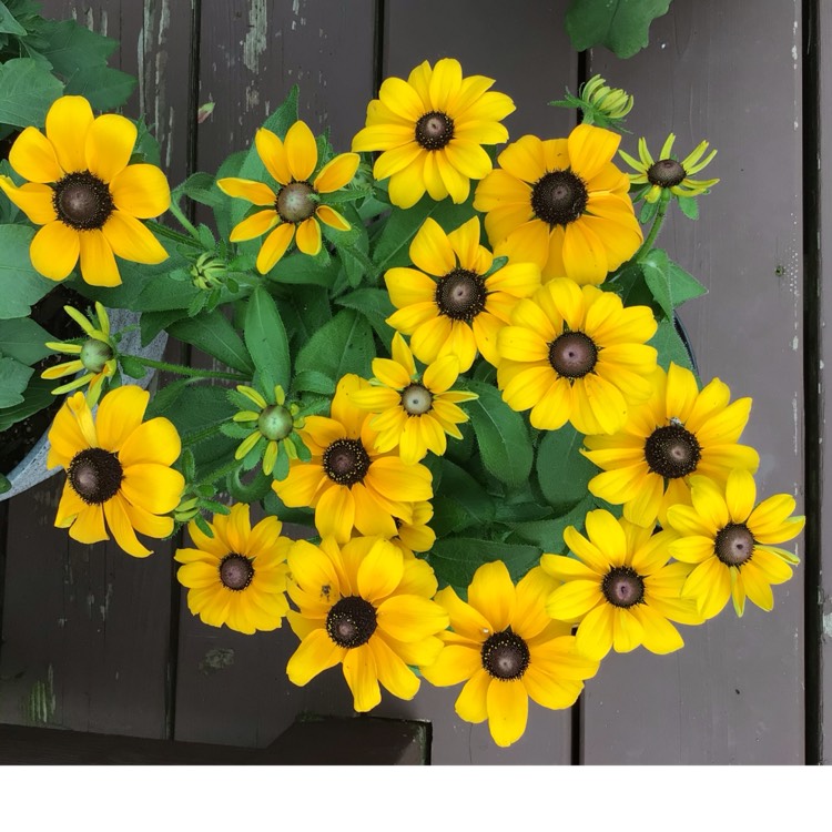 Plant image Rudbeckia hirta 'Sonora'