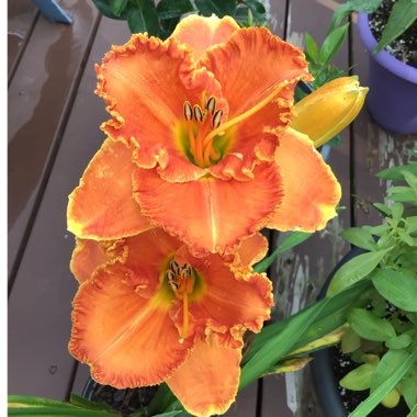 Hemerocallis