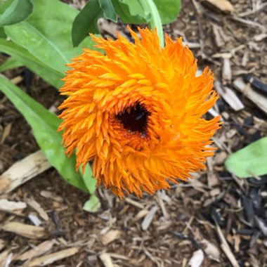 Calendula officinalis 'Neon'